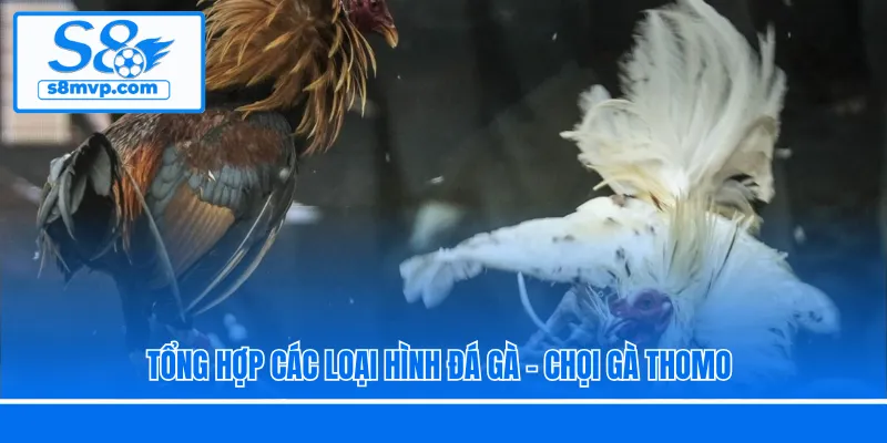 Tổng hợp các loại hình đá gà - chọi gà Thomo